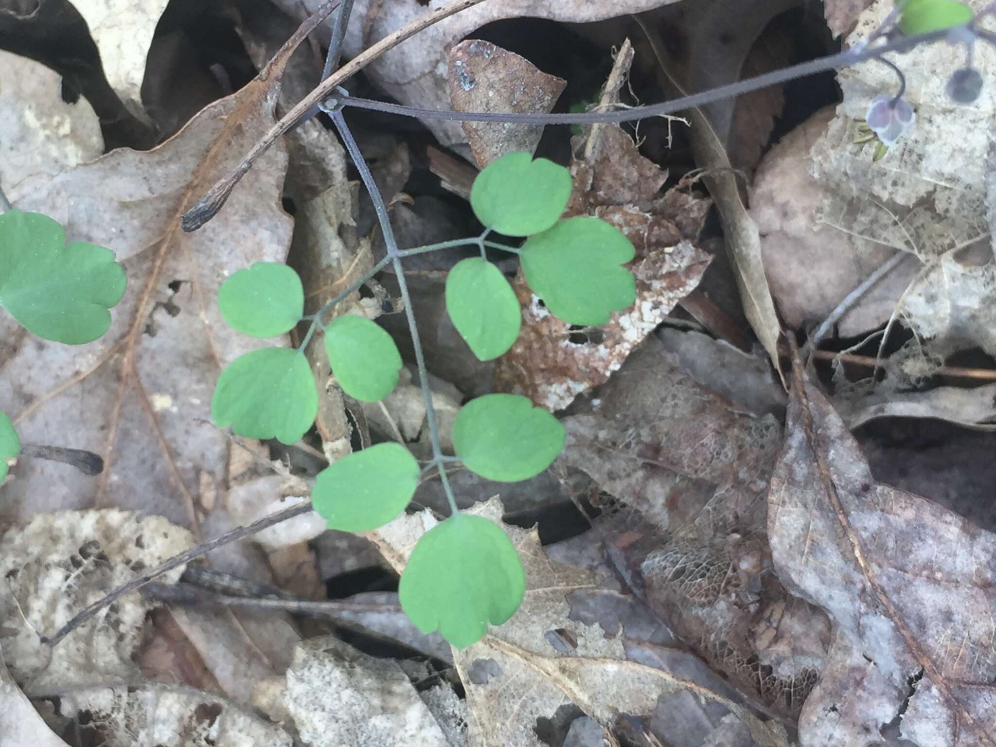 Image of Arkansas meadow-rue