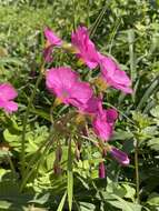 Image of red-flower woodsorrel