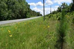 Image of Shiny Coneflower