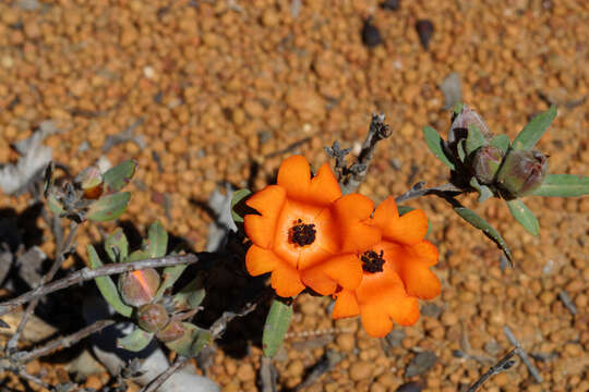 Plancia ëd Hibbertia miniata C. A. Gardner