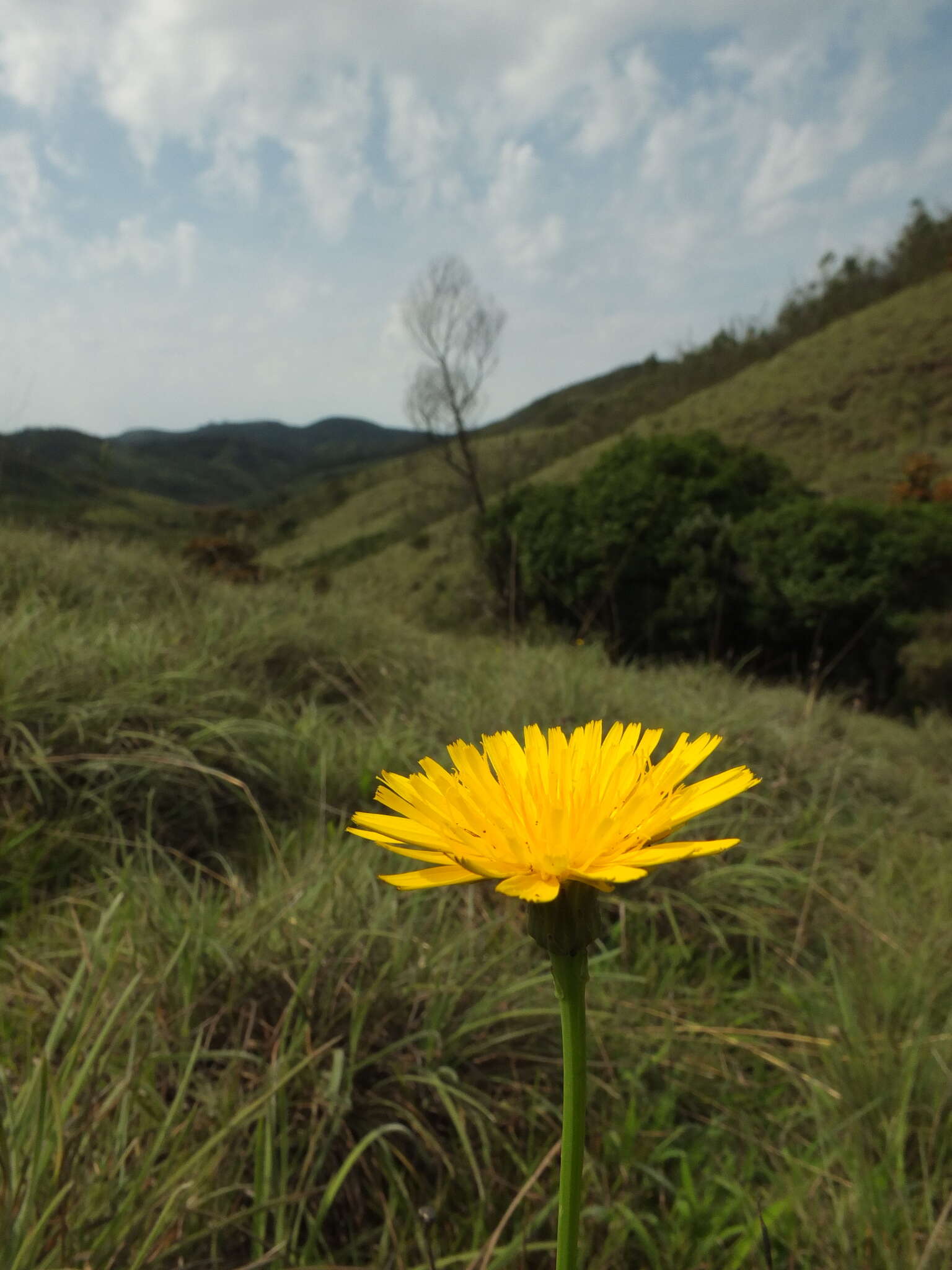 Слика од Taraxacum japonicum Koidz.