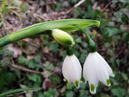 Image of Leucojum aestivum subsp. pulchellum (Salisb.) Malag. 1973