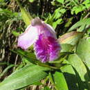 Sobralia rosea Poepp. & Endl.的圖片