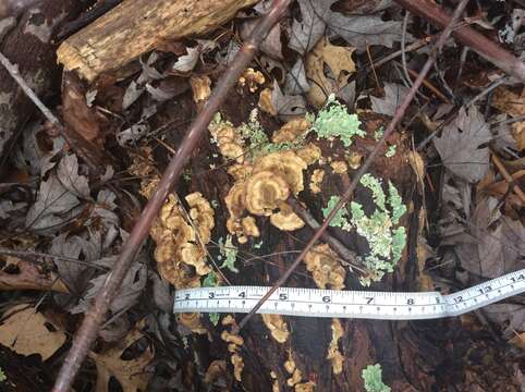 Image of Trametes ochracea (Pers.) Gilb. & Ryvarden 1987