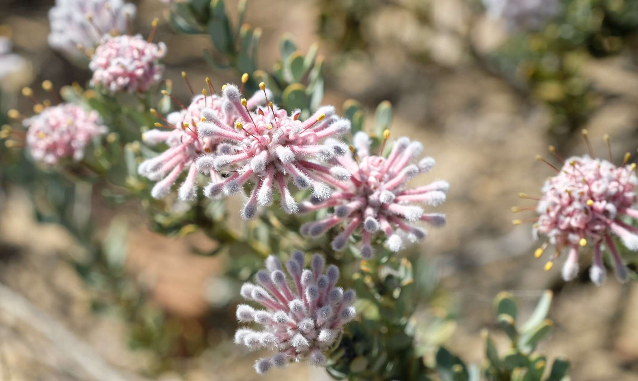 Plancia ëd Vexatorella amoena (Rourke) J. P. Rourke