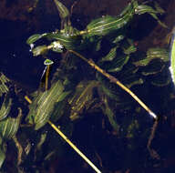 Image of Richardson's pondweed