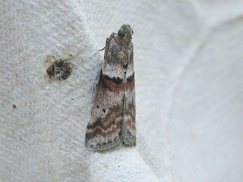 Acrobasis consociella Hübner resmi