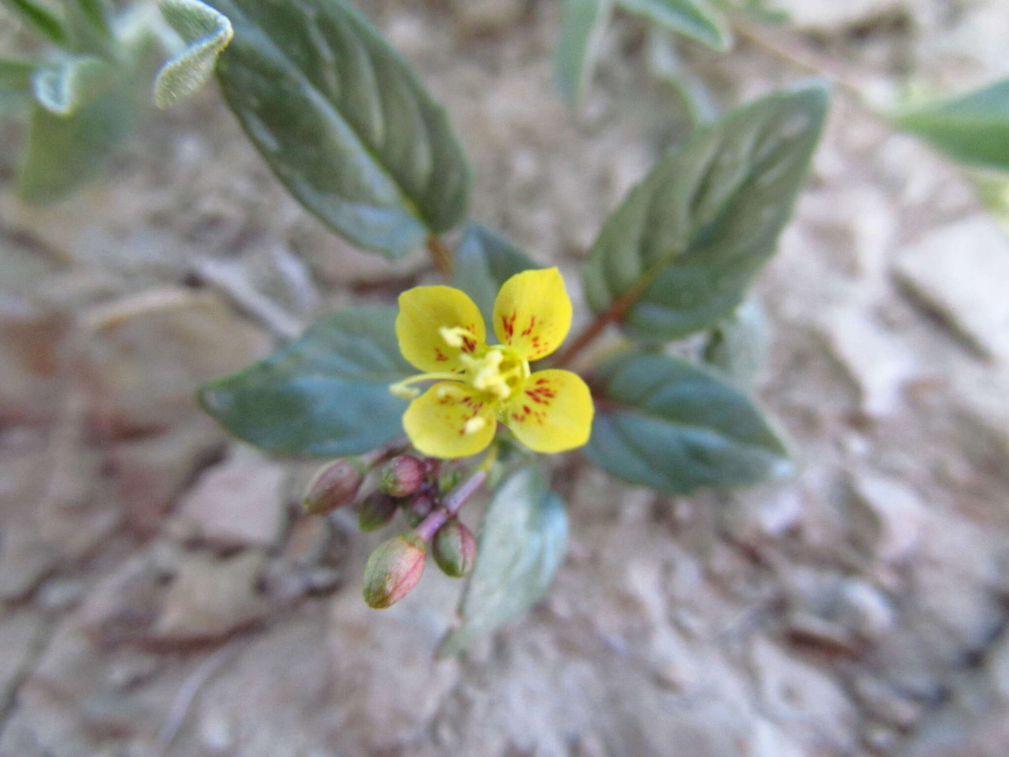 Image of Paiute suncup