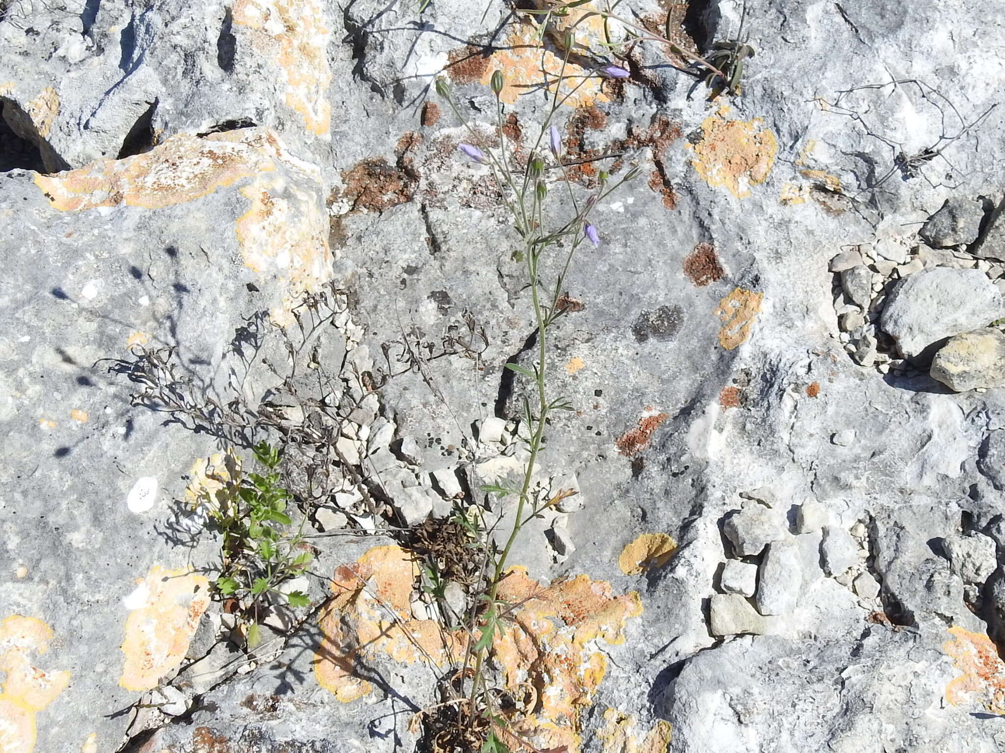 Image of splitleaf gilia