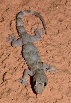 Image of Hemidactylus mercatorius Gray 1842