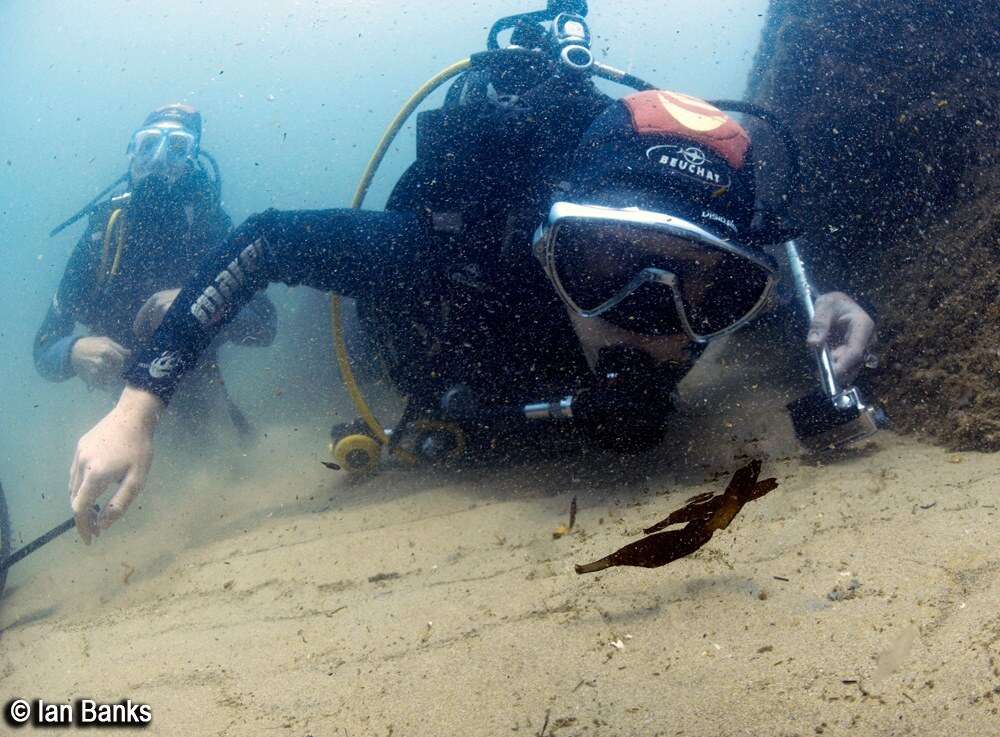 Image of Ghost pipefish