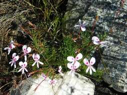 Image of Pelargonium divisifolium P. Vorster