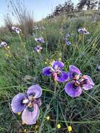 Image of Peacock moraea