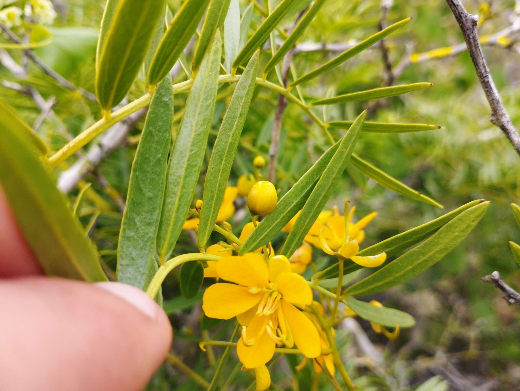 صورة Senna cumingii var. cumingii