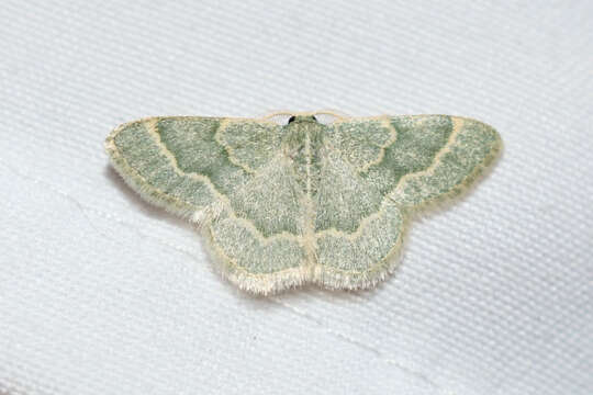 Image of Thin-lined Chlorochlamys Moth