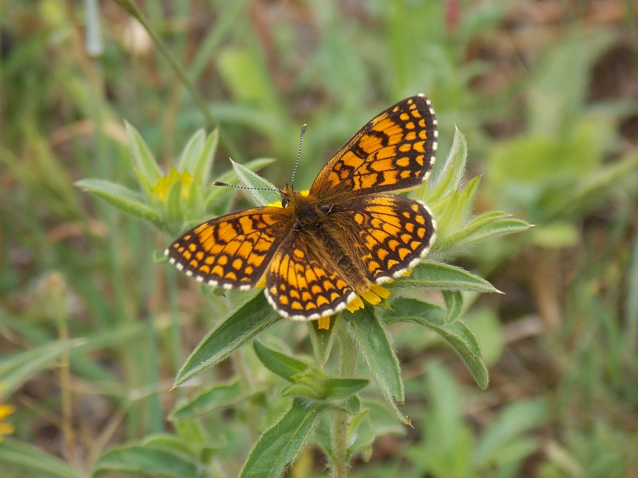 Imagem de Melitaea celadussa Fruhstorfer 1910