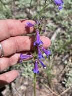 Image of Apache beardtongue