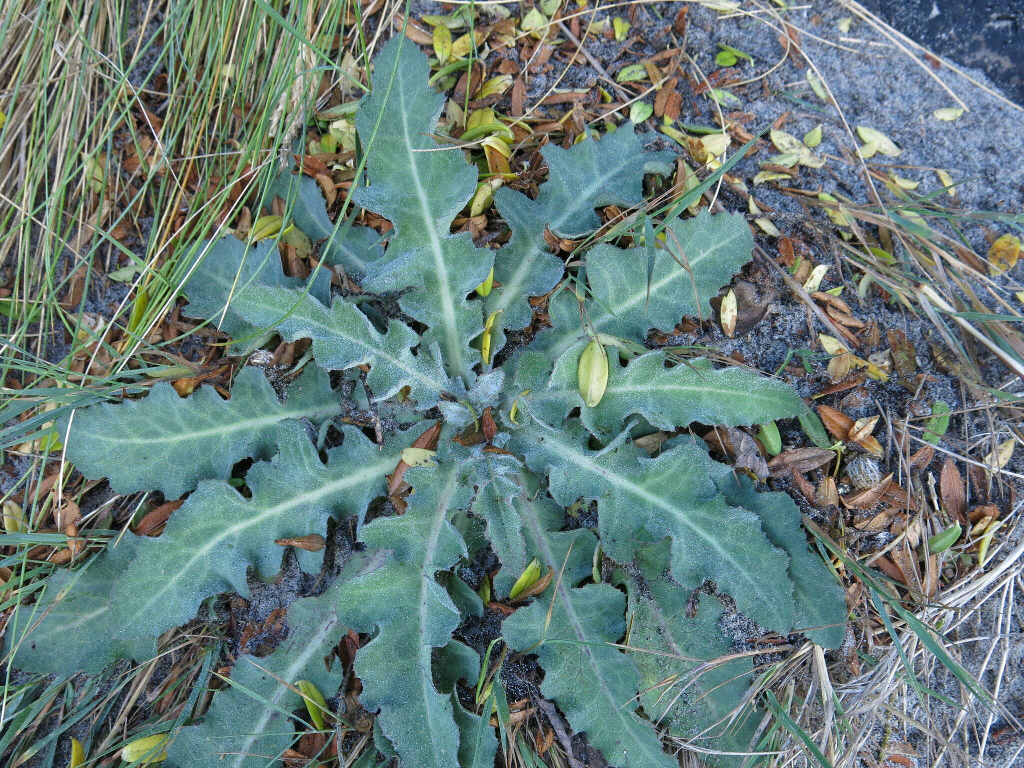 Imagem de Sonchus kirkii B. G. Hamlin