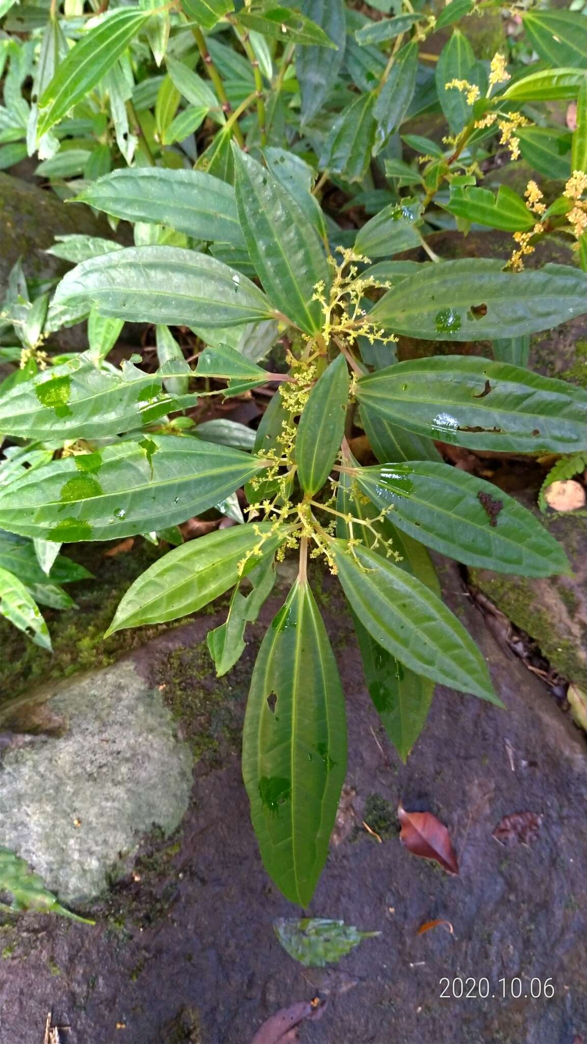 Sivun Pilea rotundinucula Hayata kuva