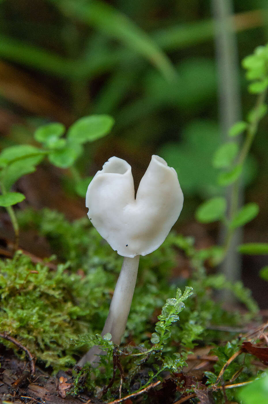 Helvella elastica Bull. 1785的圖片