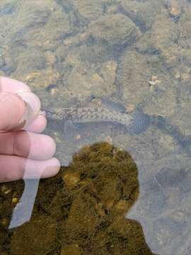 Image of Blackfin darter