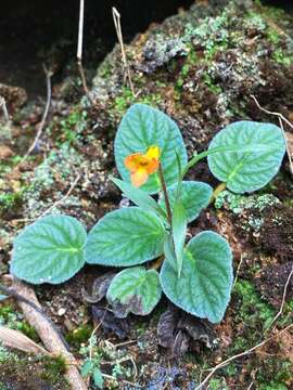 Image of Oreocharis dasyantha Chun