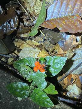 Image of Geophila cordifolia Miq.