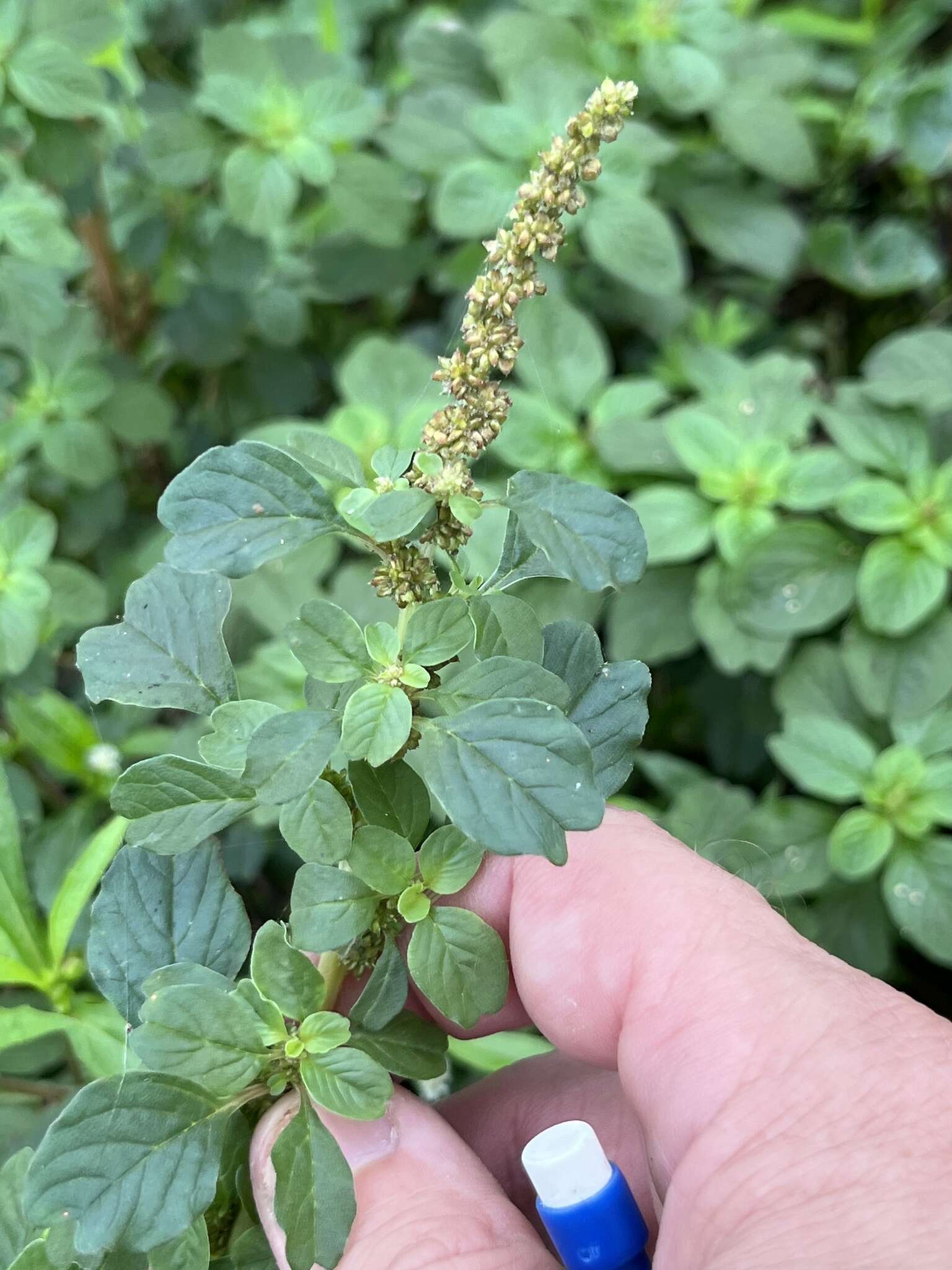 Image of Amaranthus emarginatus subsp. emarginatus