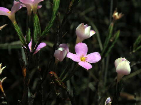 Image of Lachnaea uniflora (L.) Cr.