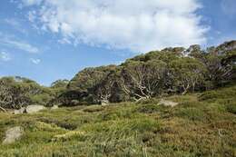 Image of snow gum