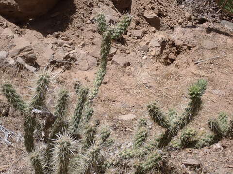 Image de Cylindropuntia abyssi (Hester) Backeb.