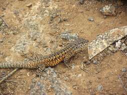 Image of Hellmich's Tree Iguana