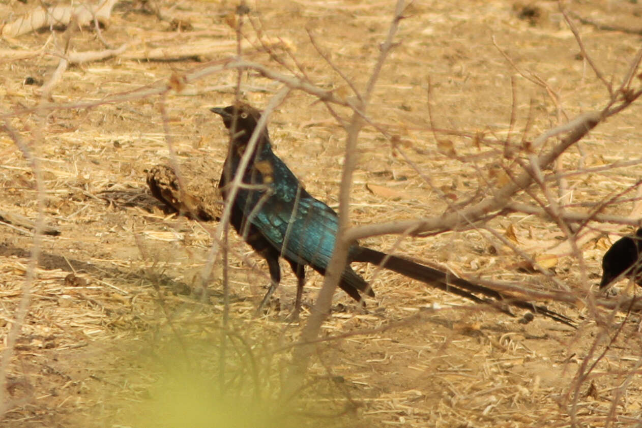 Image of Long-tailed Glossy Starling