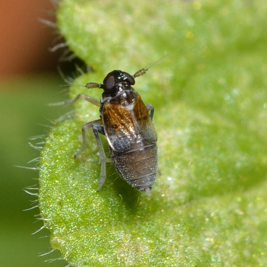 Image of Flavoclypeus andromedus (Van Duzee 1907)