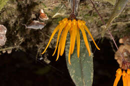 Image of Bulbophyllum thaiorum J. J. Sm.