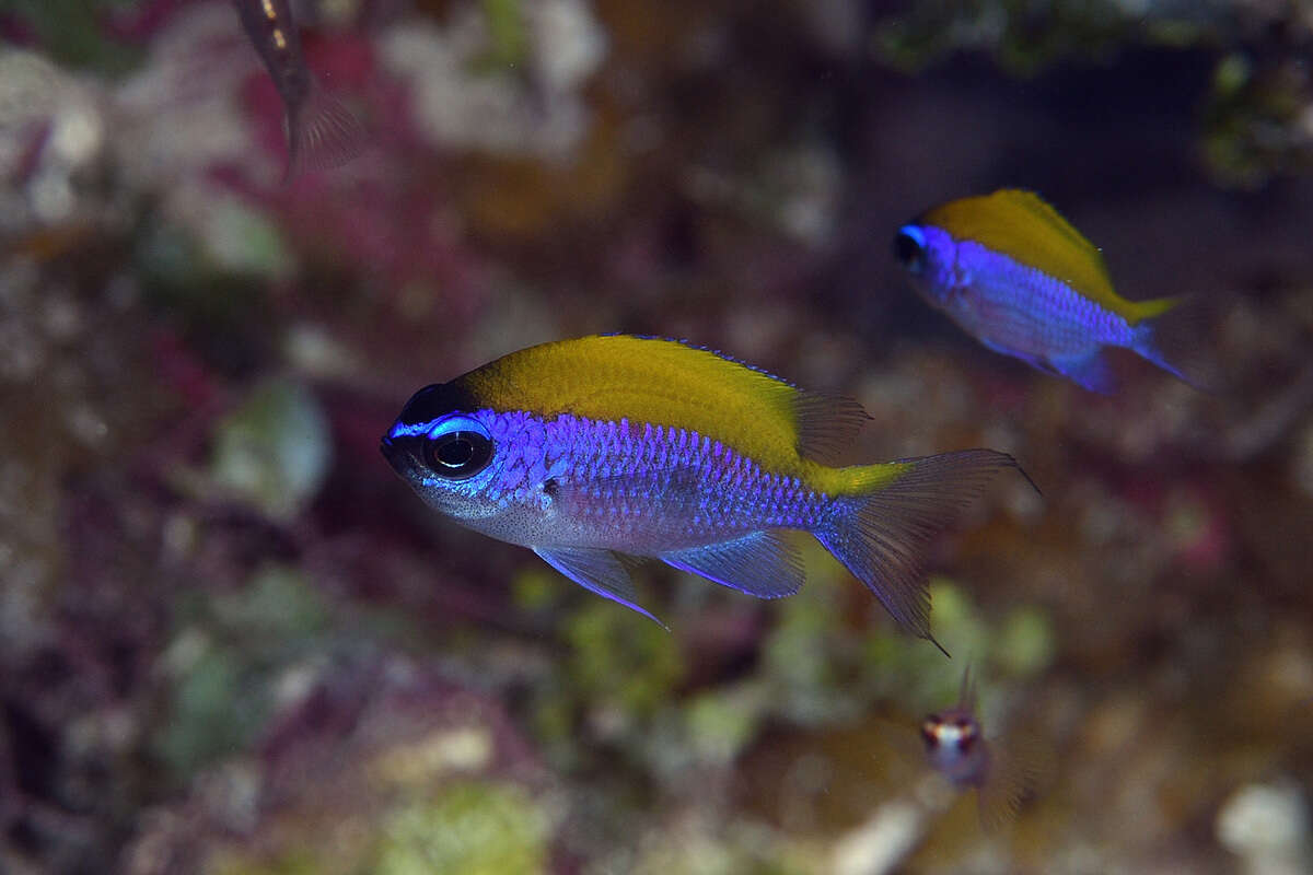 Слика од Chromis insolata (Cuvier 1830)