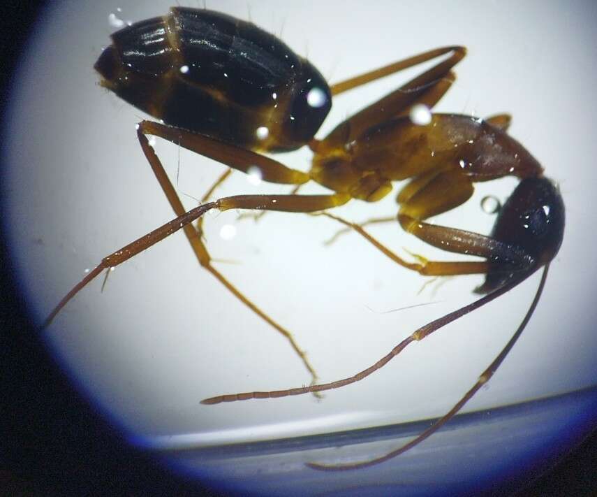 Imagem de Camponotus pilicornis (Roger 1859)