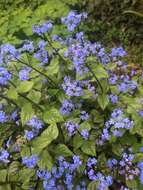 Brunnera resmi