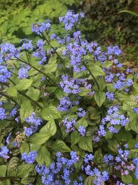 Brunnera resmi