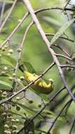 Image of African Yellow White-eye