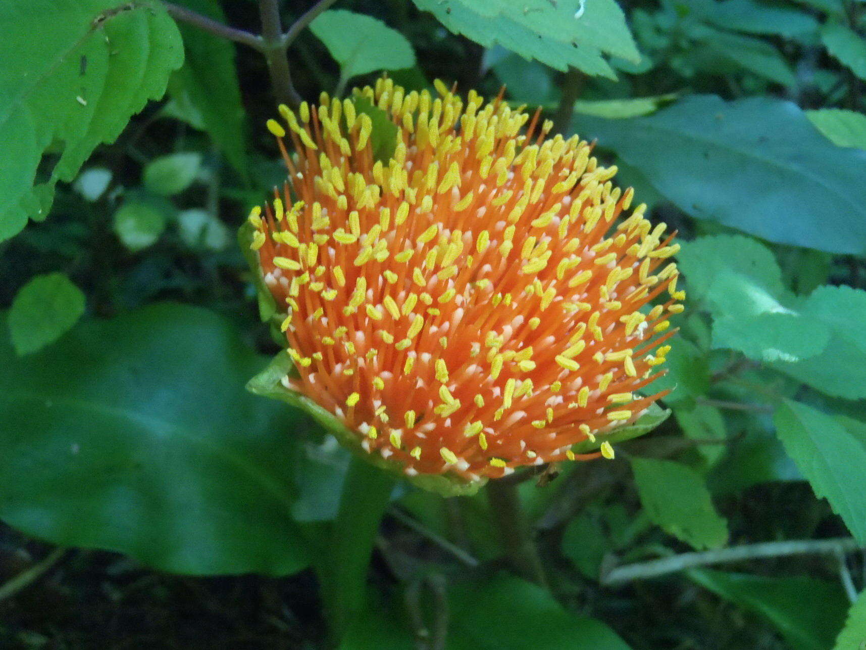 Image of Paintbrush lily