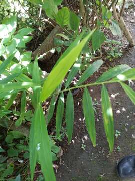 Image of Cooking Ginger