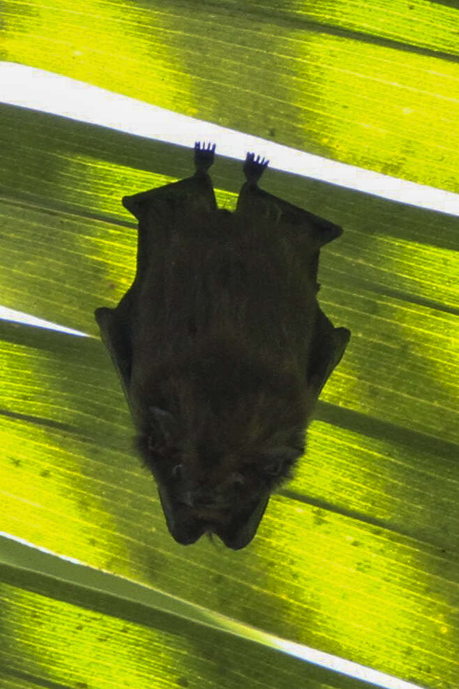 Image of Short-eared Bat