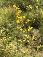 Image of Louisiana goldenrod