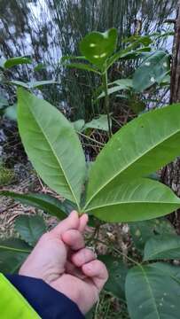 Imagem de Melicope elleryana (F. Müll.) T. G. Hartley