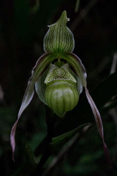 Image of Pearce's Phragmipedium