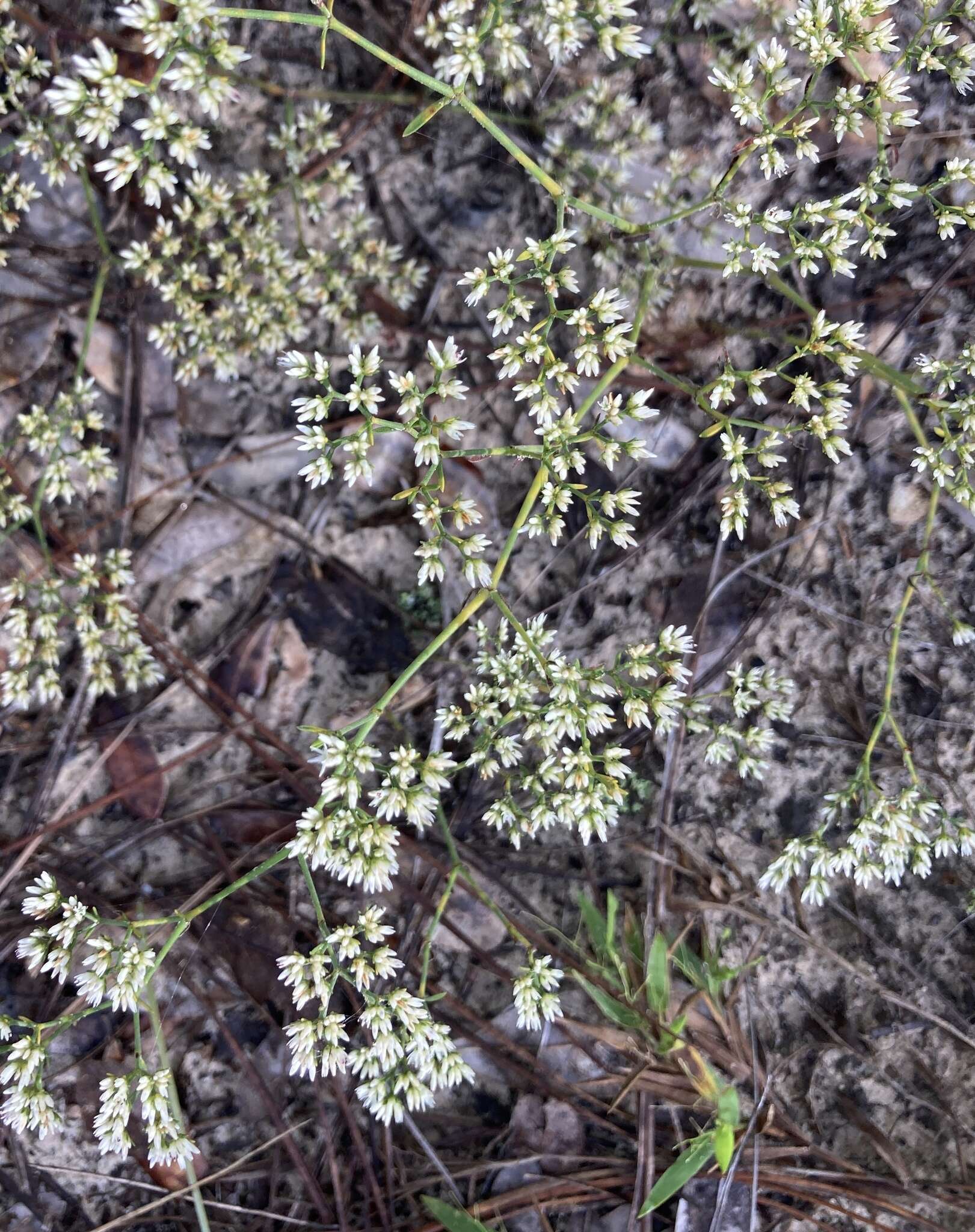 Paronychia rugelii (Chapm.) Shuttlew. ex Chapm.的圖片