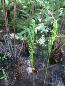 Image of sensitive fern