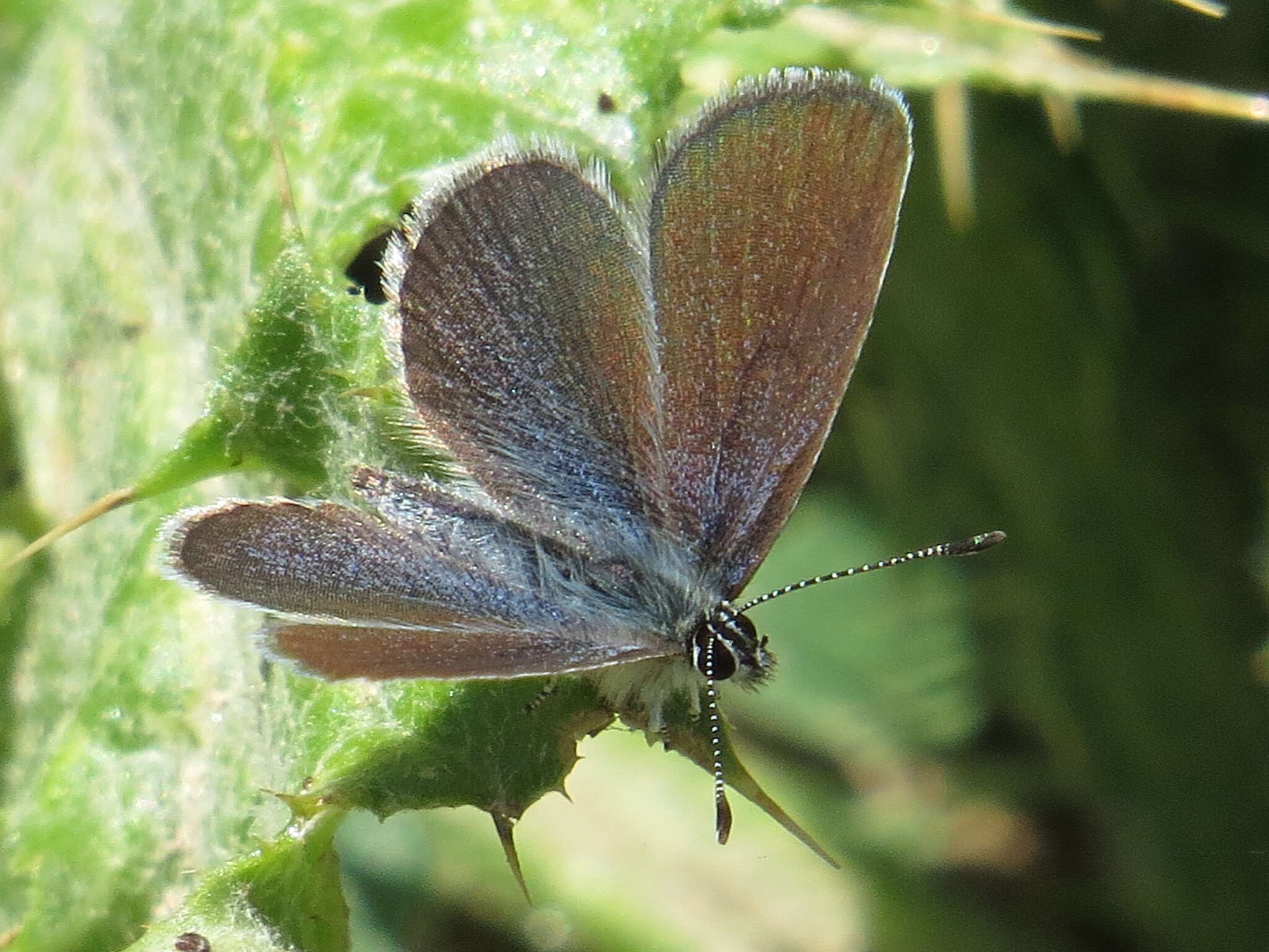 Image of Lorquin’s Blue