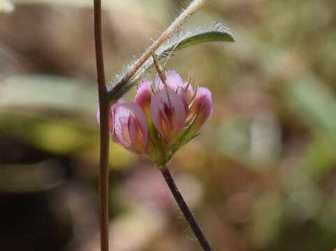 Image of Trifolium bifidum var. decipiens Greene